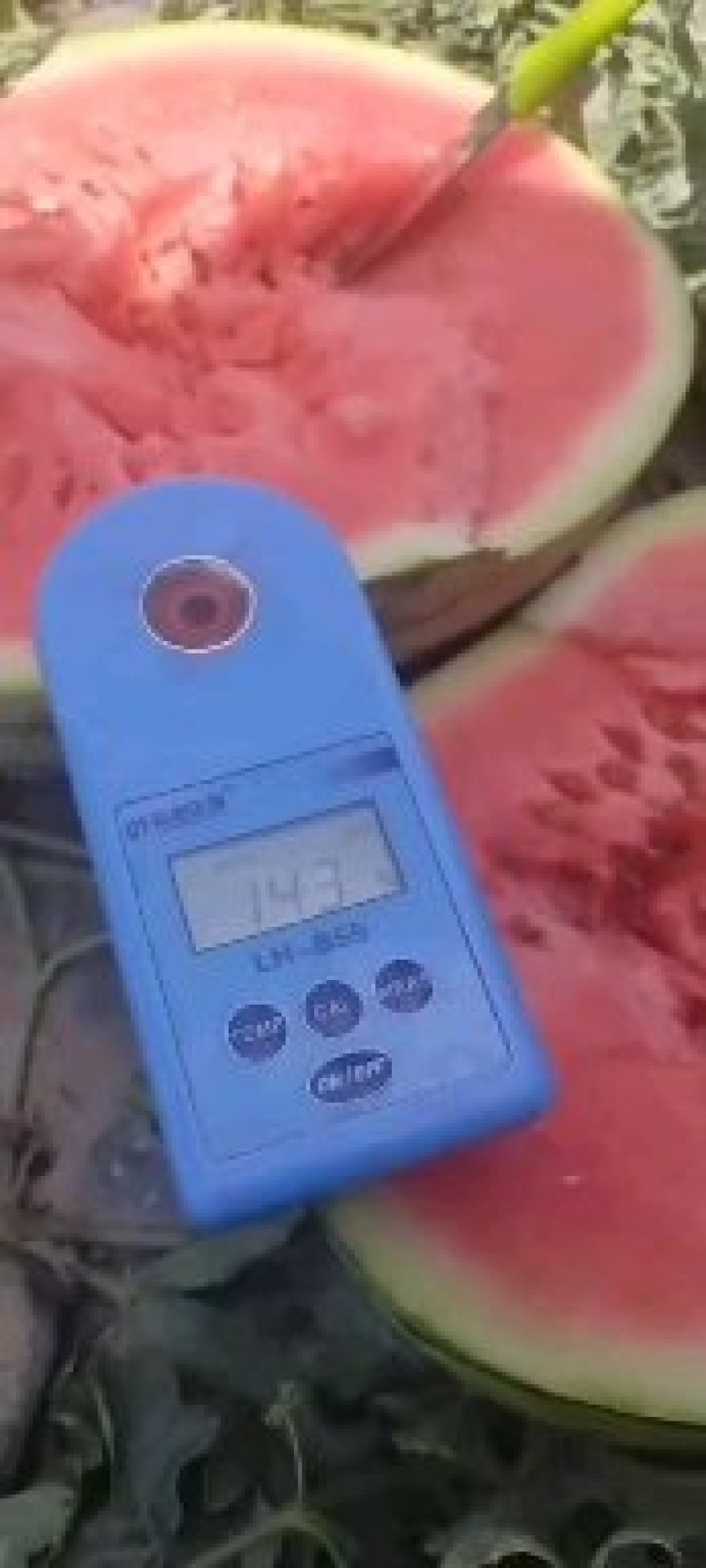 硒砂瓜大量供应产地直销全国代发高品质一条龙服务