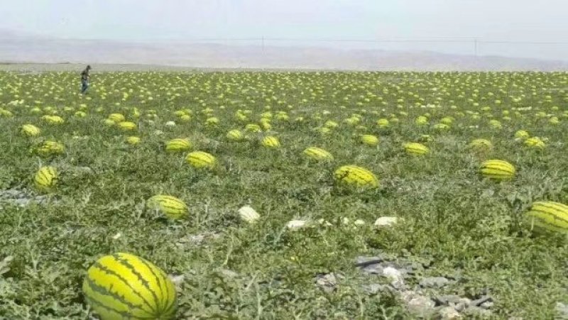 硒砂瓜大量供应产地直销全国代发高品质一条龙服务