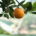 夏橙是多汁的酸甜的满满橙子5斤23元9斤32元