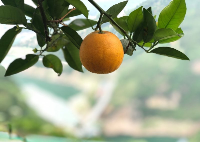 夏橙是多汁的酸甜的满满橙子5斤23元9斤32元