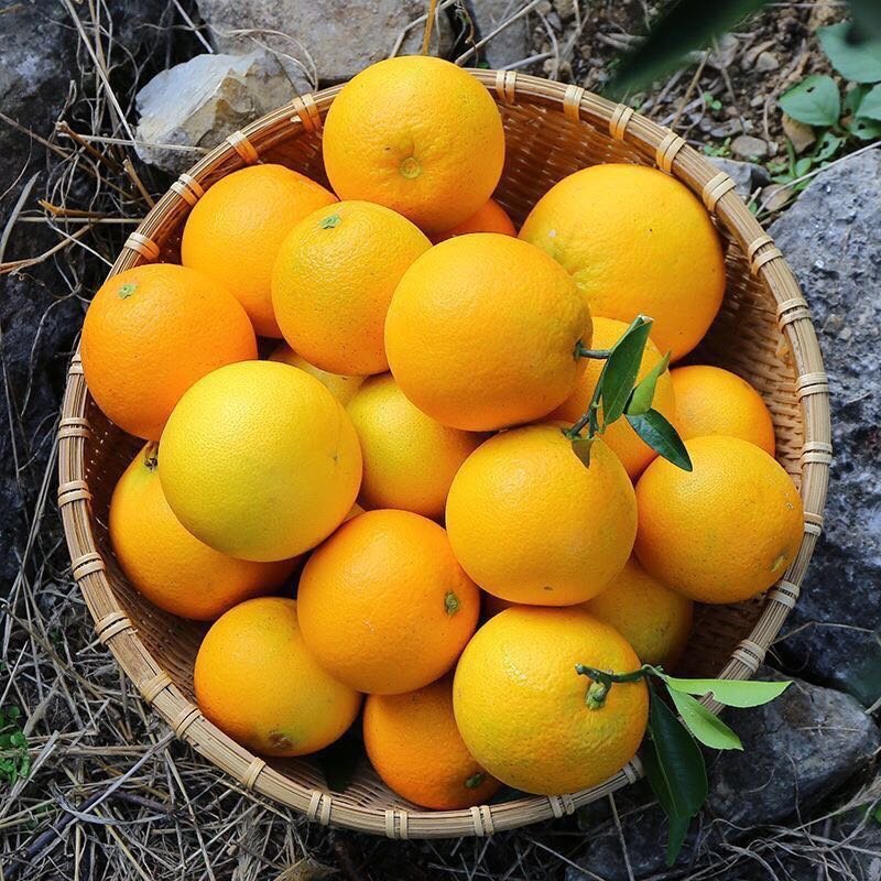 夏橙是多汁的酸甜的满满橙子5斤23元9斤32元