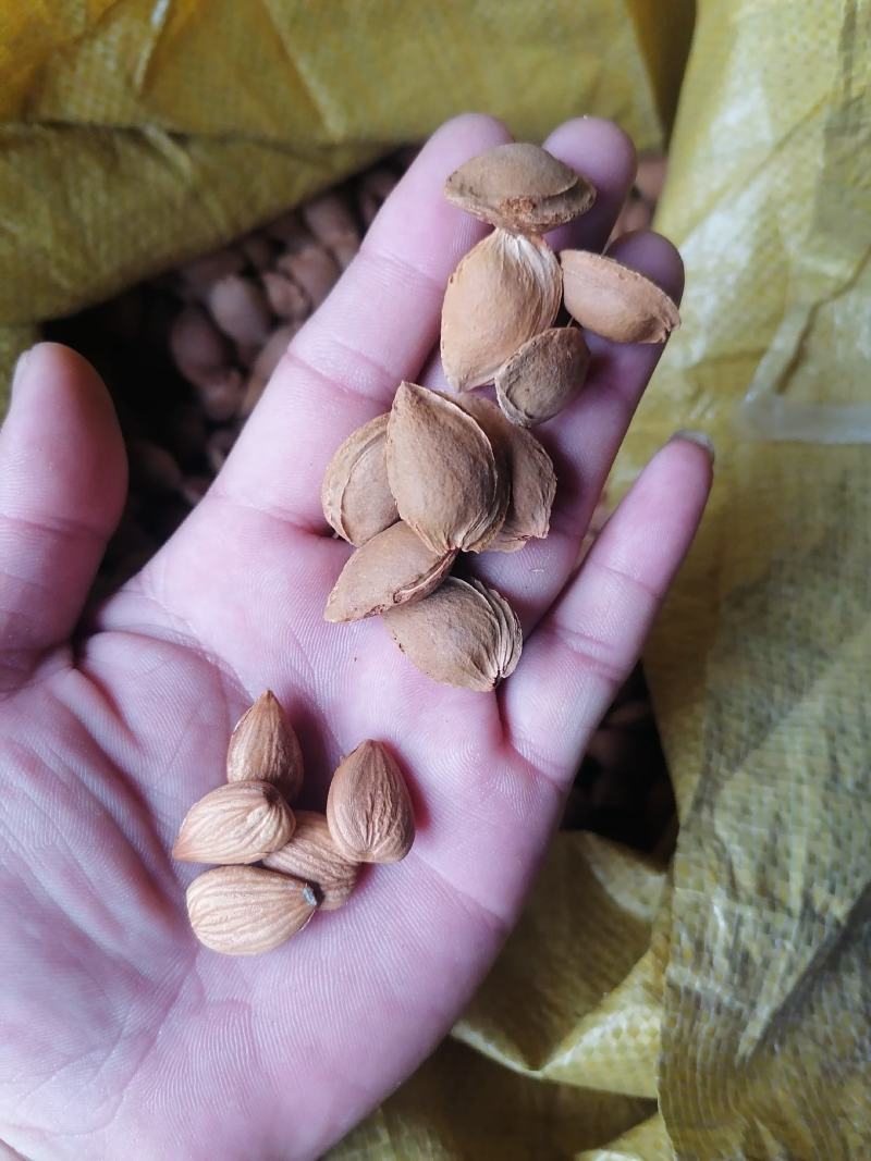 大扁杏仁一级好货，需要联系，仁饱满度不错