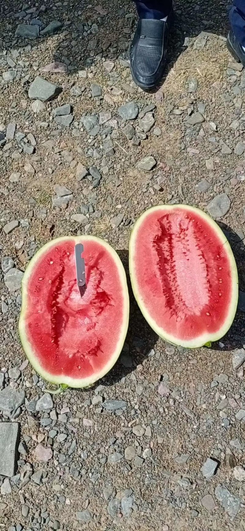 宁夏石头瓜，只做精品中的西瓜，产地直销，品质保障欢迎订购