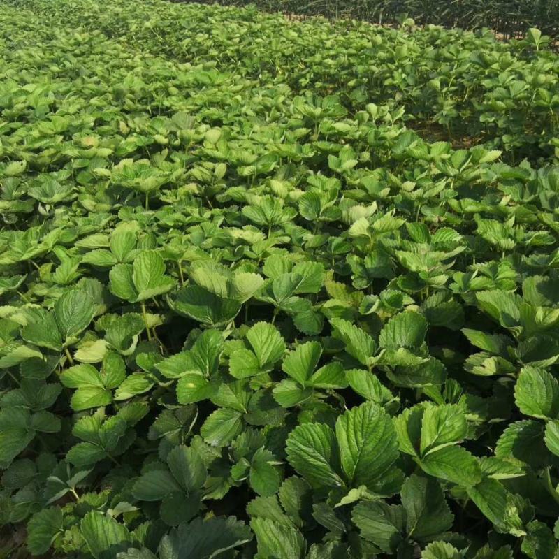 宁玉草莓苗优质脱毒高产品种支持一件代发产地直销