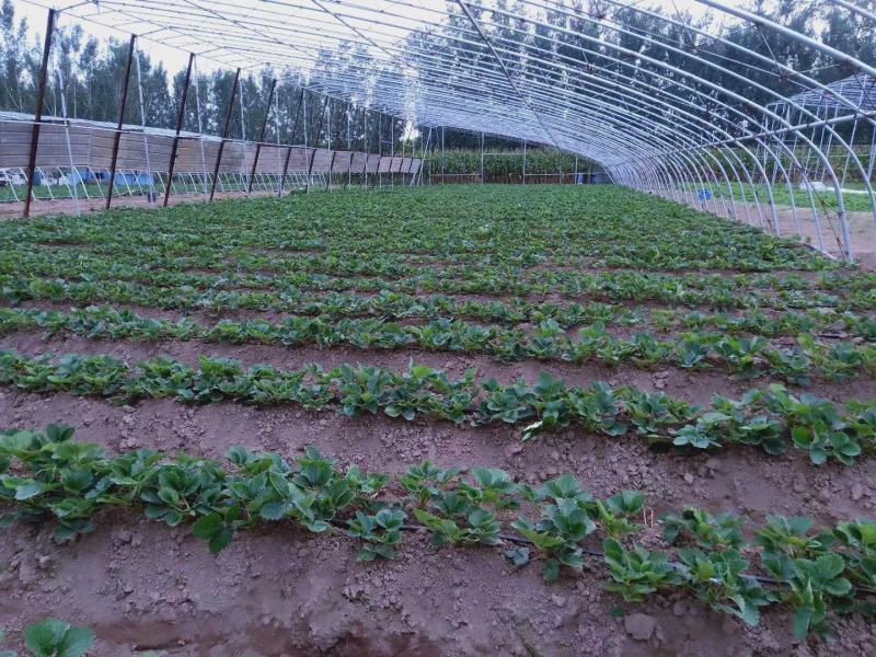 宁玉草莓苗优质脱毒高产品种支持一件代发产地直销