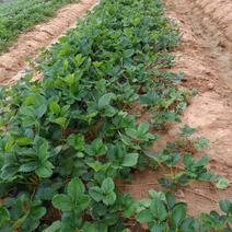 宁玉草莓苗优质脱毒高产品种支持一件代发产地直销