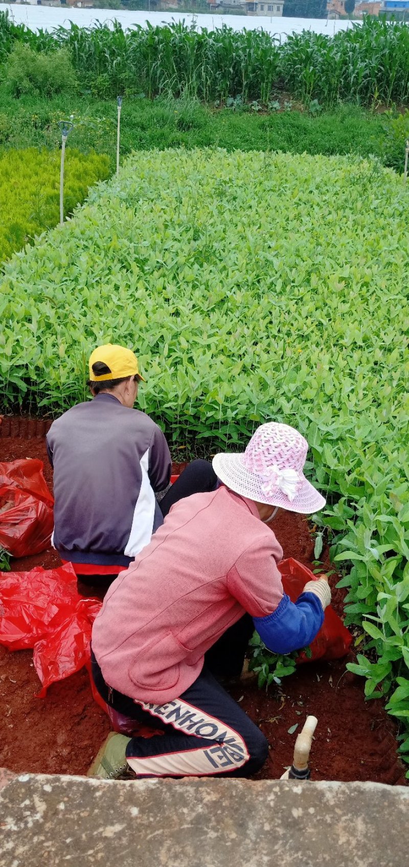 销售柏树苗，价格优惠，货量充足，品种多，正在热卖中，有现