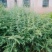 销售柏树苗，价格优惠，货量充足，品种多，正在热卖中，有现