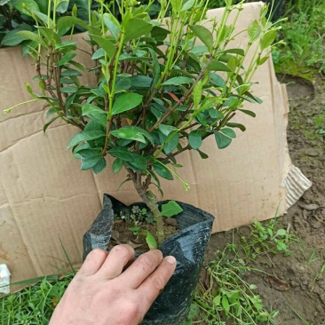 风车茉莉爬藤植物四季长青庭院盆栽地栽