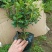 风车茉莉爬藤植物四季长青庭院盆栽地栽