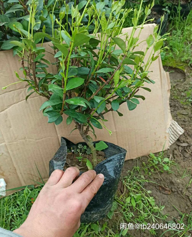 风车茉莉爬藤植物四季长青庭院盆栽地栽