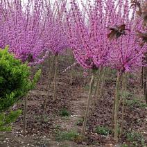 基地出售紫荆花苗，丛生紫荆，独杆紫荆，规格全，数量大