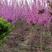 基地出售紫荆花苗，丛生紫荆，独杆紫荆，规格全，数量大