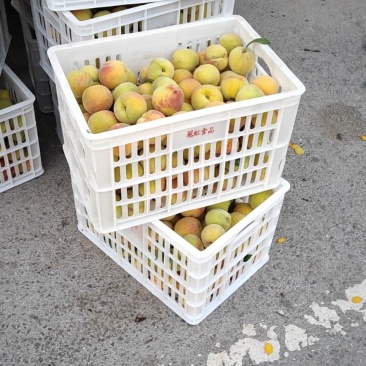 加工食品，5号，19罐头厂加工原料