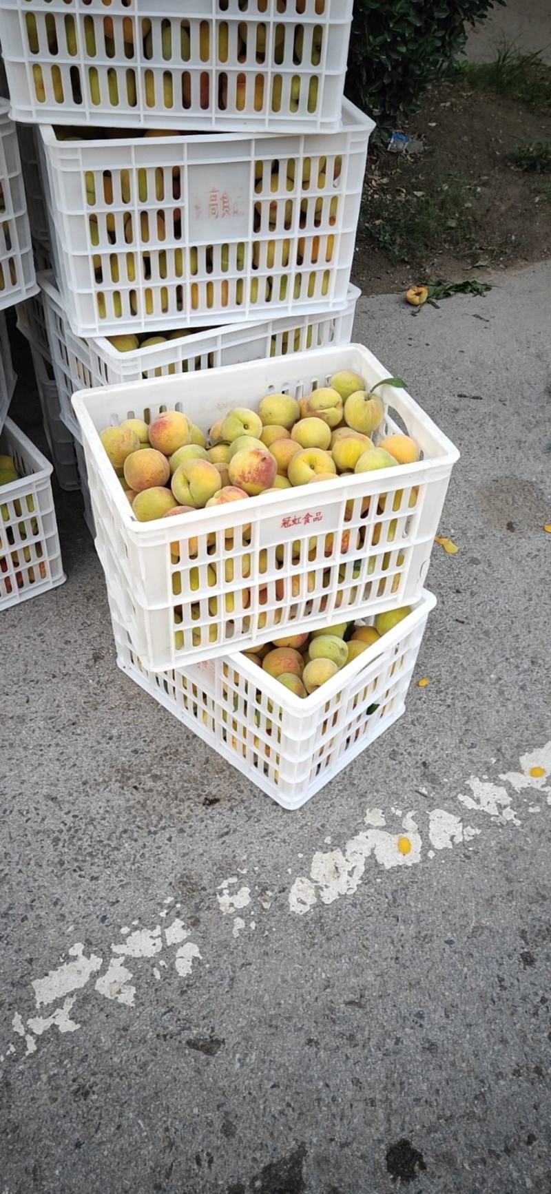 加工食品，5号，19罐头厂加工原料