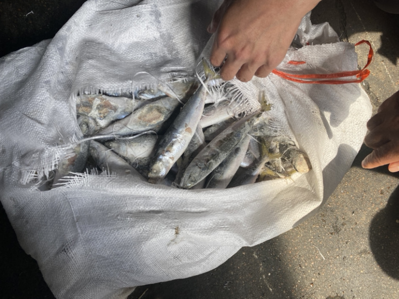 鲐鲅鱼，青占鱼，鲅鱼