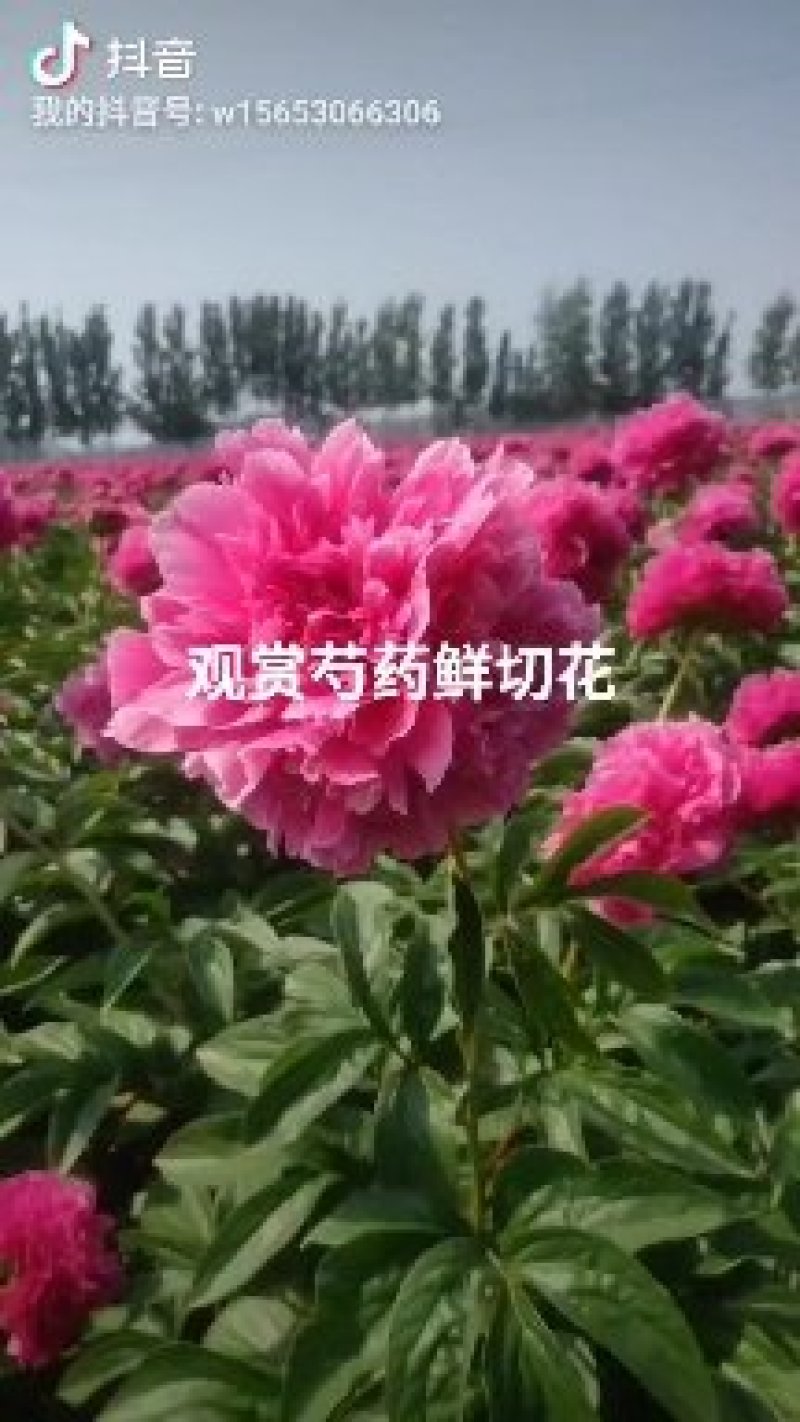 观赏牡丹基地直发包成活包开花