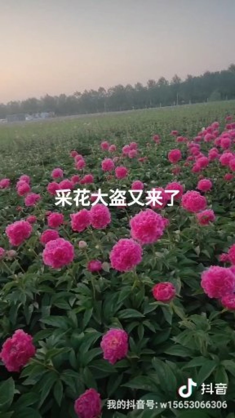 观赏牡丹基地直发包成活包开花