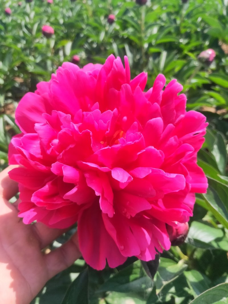 观赏牡丹基地直发包成活包开花