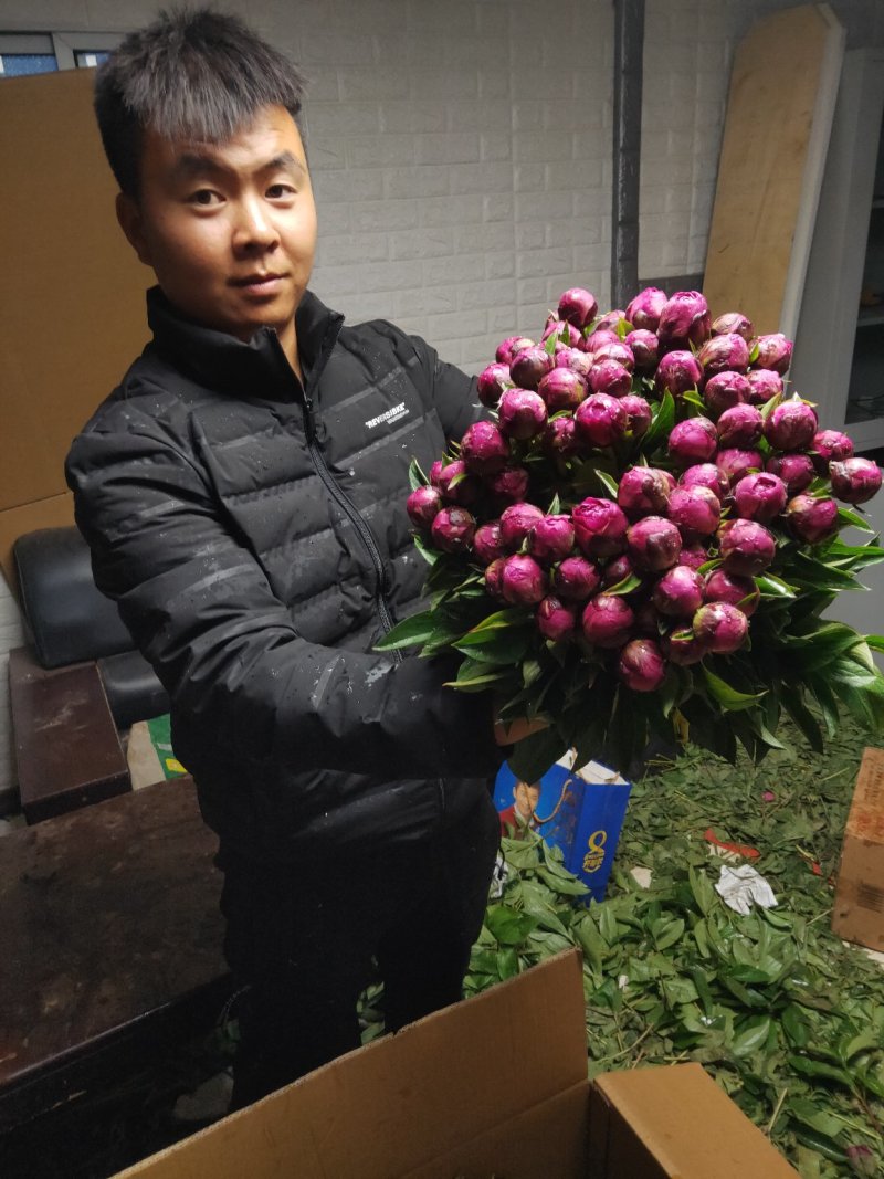 观赏牡丹基地直发包成活包开花