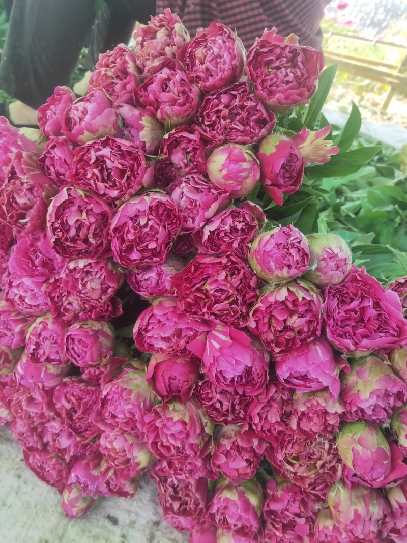 观赏牡丹基地直发包成活包开花