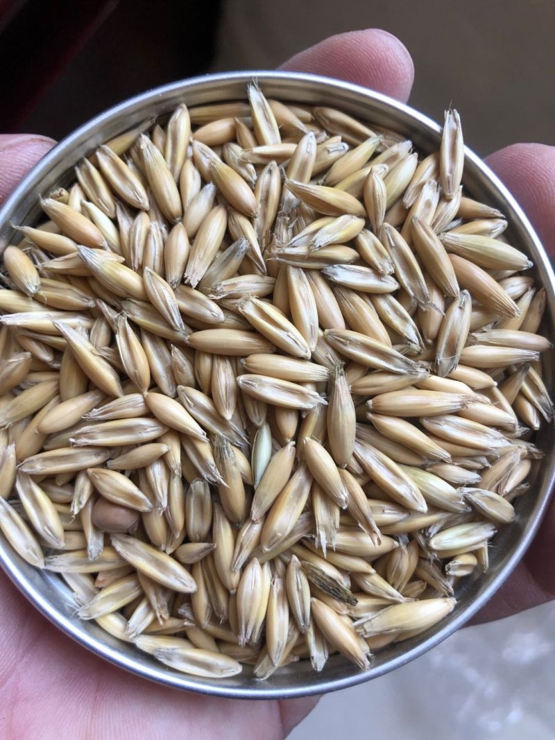 供应优质皮燕麦压片燕麦养马必备量大优惠