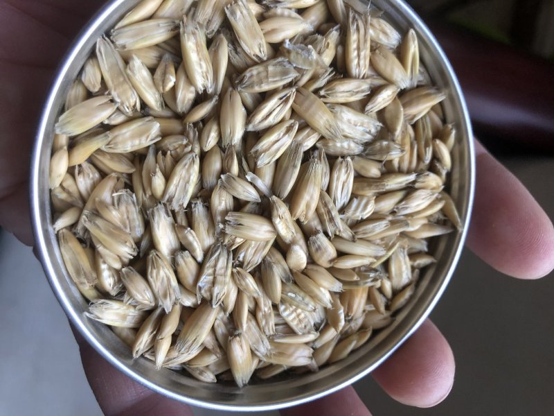 供应优质皮燕麦压片燕麦养马必备量大优惠