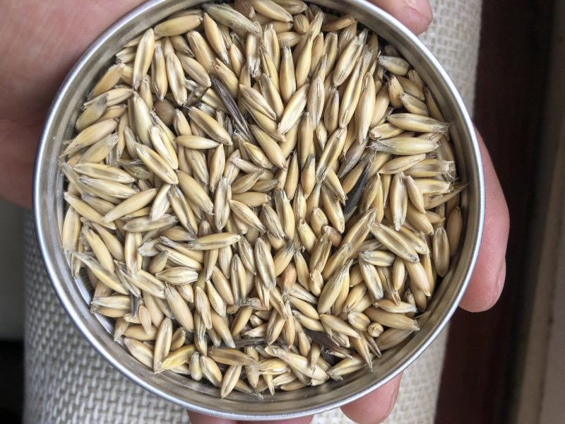 供应优质皮燕麦压片燕麦养马必备量大优惠