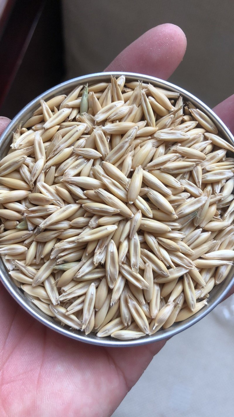 供应优质皮燕麦压片燕麦养马必备量大优惠