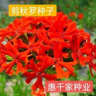 剪秋萝种子大花剪秋罗种子多年生耐寒耐草本花海专用草花种籽