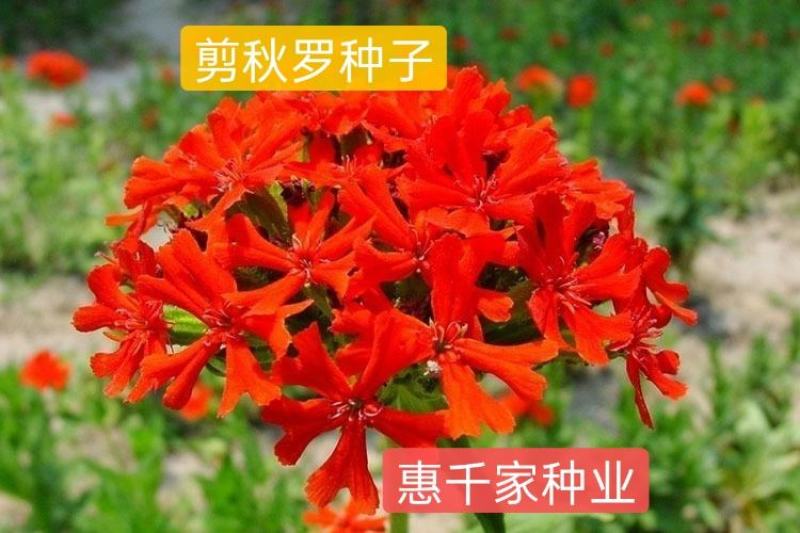 剪秋萝种子大花剪秋罗种子多年生耐寒耐草本花海专用草花种籽