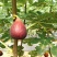 无花果苗特色种、养、加、销融合项目园区规划托管运营