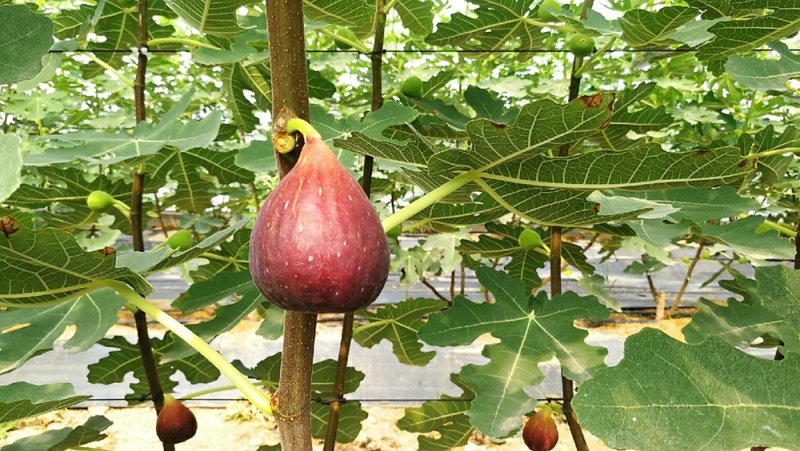 无花果苗特色种、养、加、销融合项目园区规划托管运营