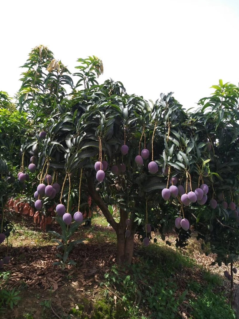 攀枝花红苹芒光果苹果芒白袋苹果芒黄袋苹果芒黄袋晒果