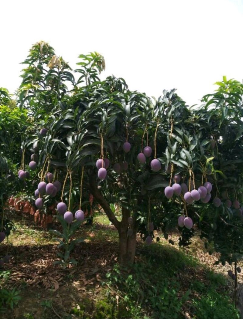 攀枝花红苹芒光果苹果芒白袋苹果芒黄袋苹果芒黄袋晒果