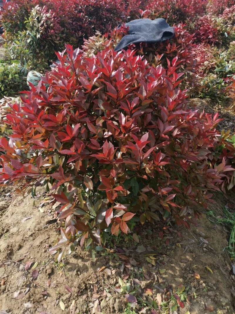 红叶石楠树苗红叶石楠苗火焰红小苗红叶石楠球球形庭院绿篱绿