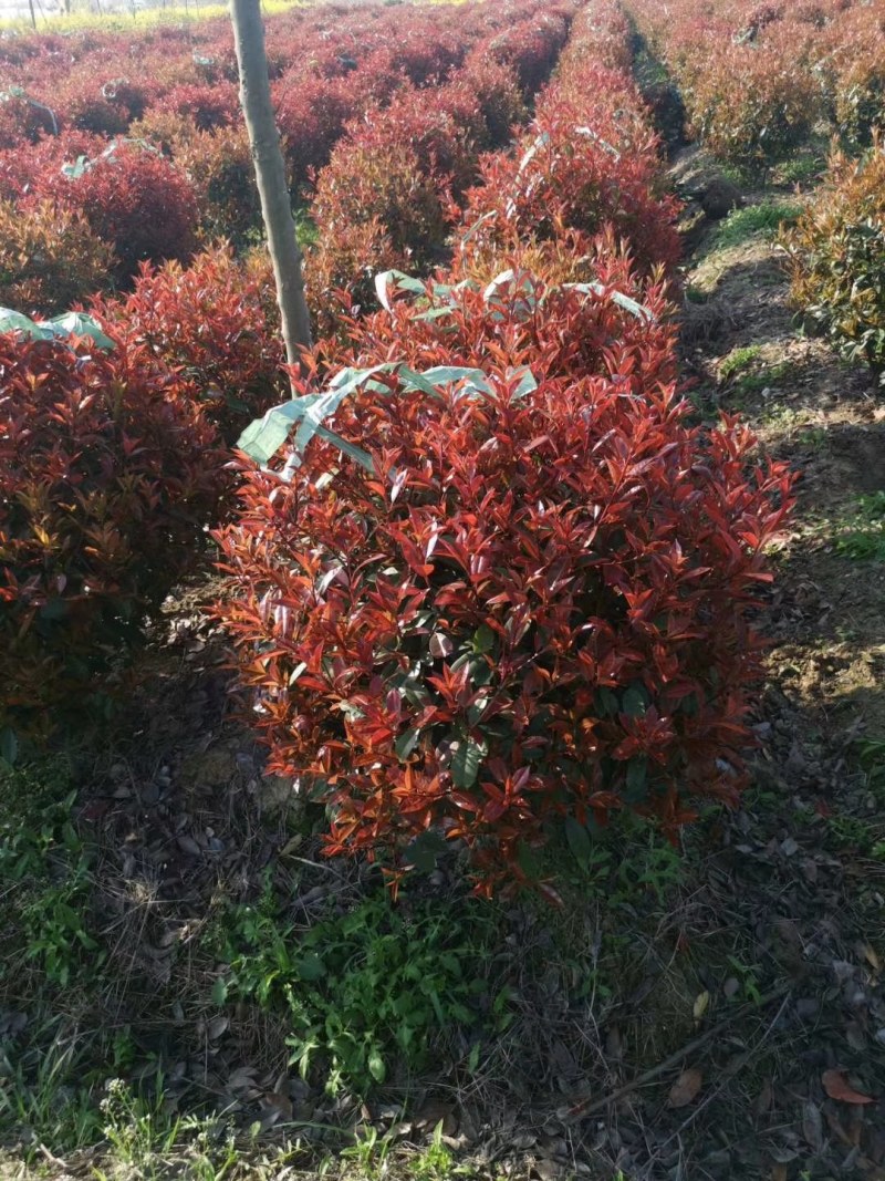 红叶石楠树苗红叶石楠苗火焰红小苗红叶石楠球球形庭院绿篱绿