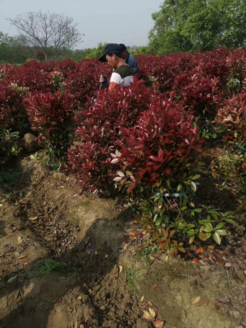 红叶石楠树苗红叶石楠苗火焰红小苗红叶石楠球球形庭院绿篱绿