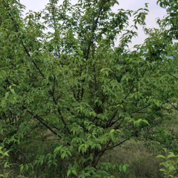 山茱萸山茱萸苗丛生山茱萸，常年销售各种规格山茱萸