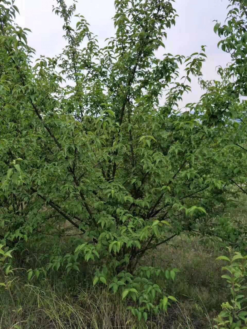 山茱萸山茱萸苗丛生山茱萸，常年销售各种规格山茱萸