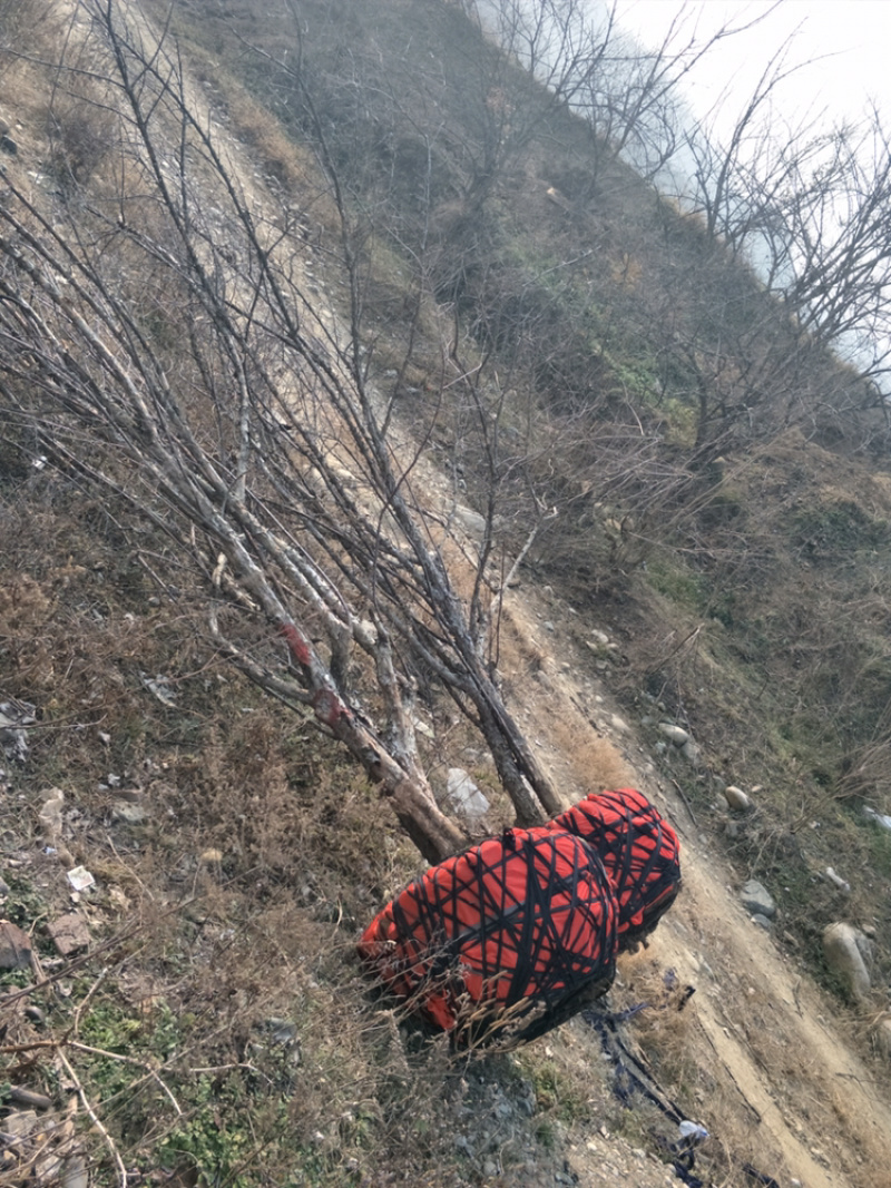 山茱萸山茱萸苗丛生山茱萸，常年销售各种规格山茱萸