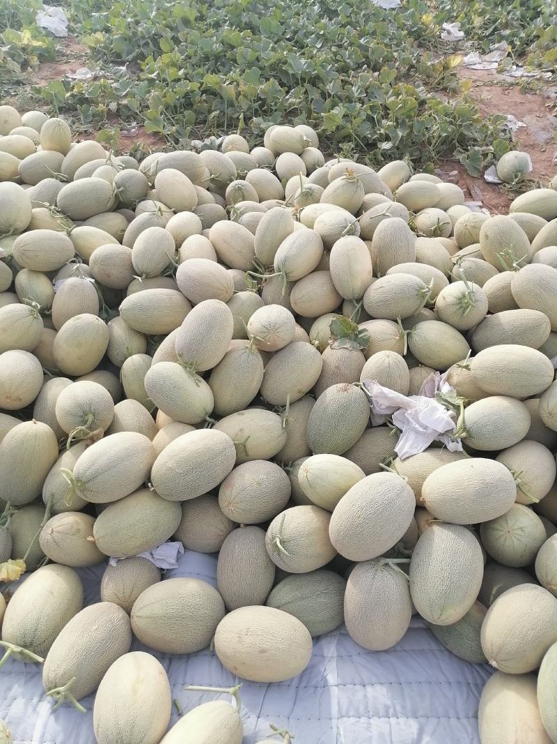 新疆吐鲁番秋季哈密瓜上市中