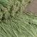 长豇豆条直货源充足量大从优，需要上货的客户赶快预订