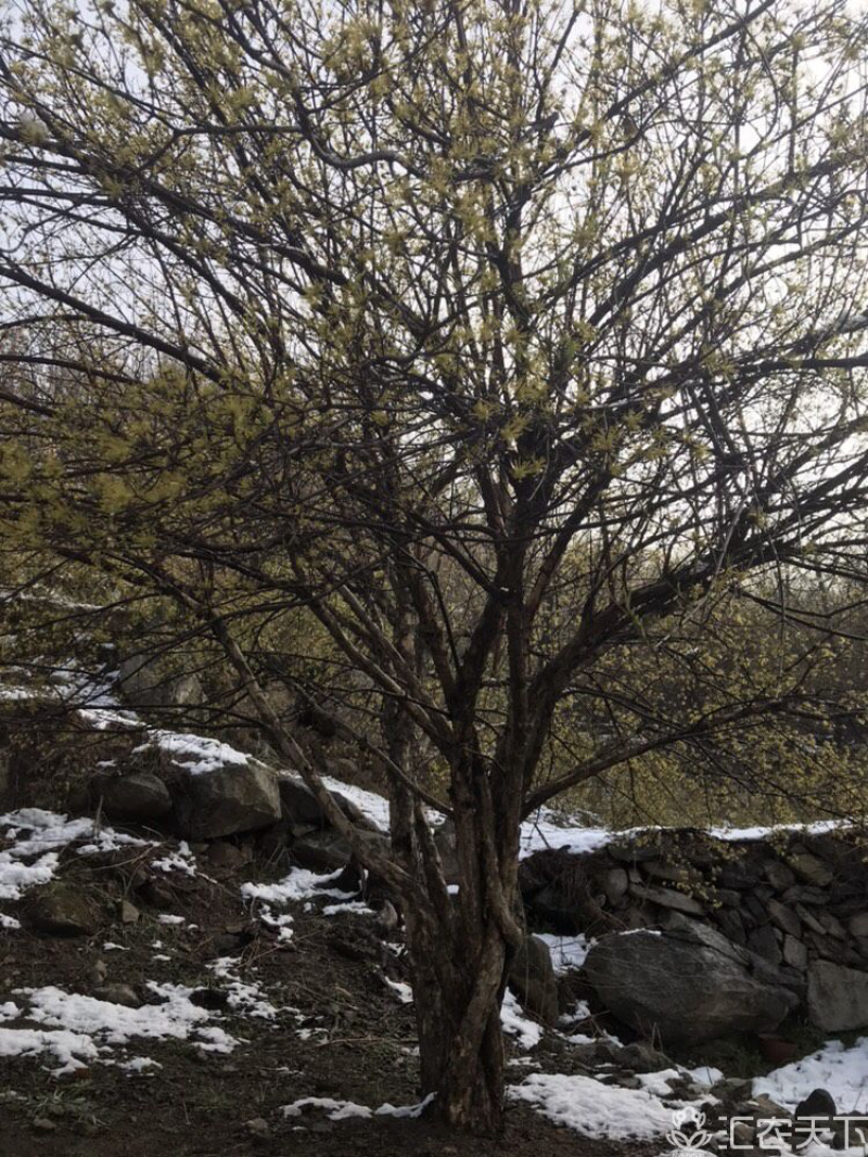 山茱萸山茱萸苗丛生山茱萸，常年销售各种规格山茱萸