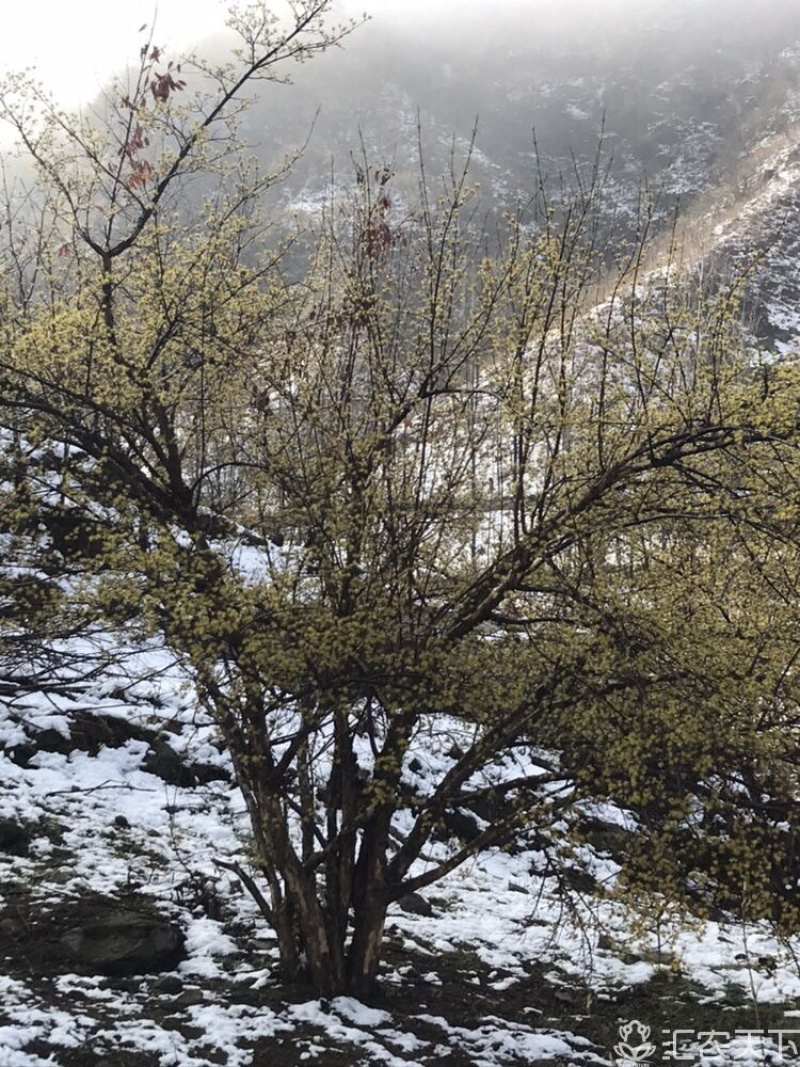 山茱萸山茱萸苗丛生山茱萸，常年销售各种规格山茱萸