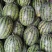 自家种植甜王西瓜。糖分14个无酸口六月二七号开园