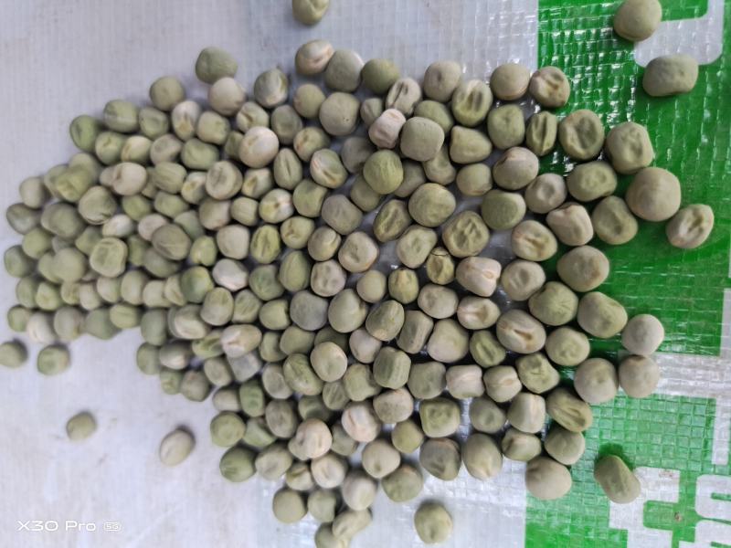 祁雪精品中豌九号豌豆