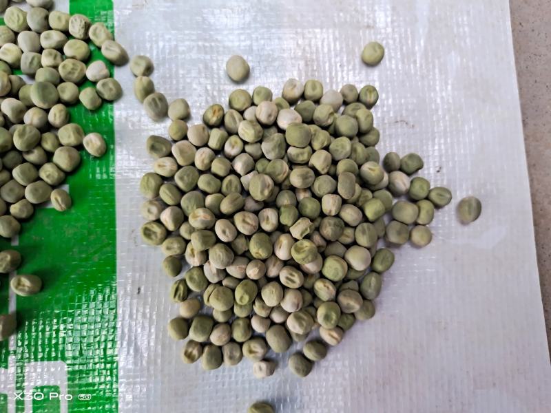 祁雪精品中豌九号豌豆