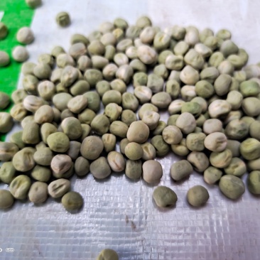 祁雪精品中豌九号豌豆