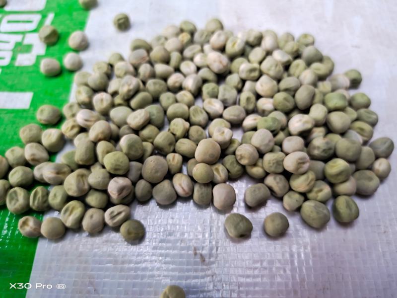祁雪精品中豌九号豌豆